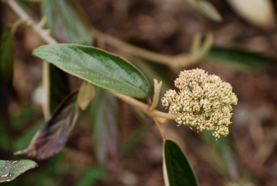 Viburnum x pragense - kalina pražská - květenství